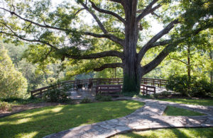 Deck Area around Big Tree at Pavillon Treatment Center